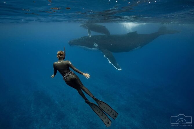 Swim in Moorea with Humpback Whales and More - What you might see: calves, singing, heat runs, and whale play