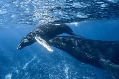 Swim in Moorea with Humpback Whales and More - Biologist rules: how safety and respect actually work