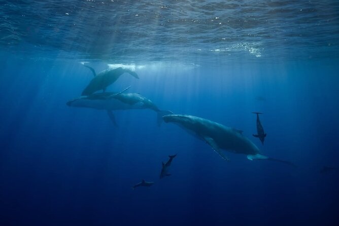 Swim in Moorea with Humpback Whales and More - Dolphins and sharks: the bonus wildlife factor you shouldn’t ignore