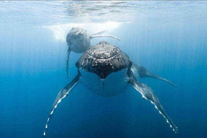 Swim in Moorea with Humpback Whales and More - Snorkel comfort: wetsuits, gear, and what to pack for a 4-hour sea day