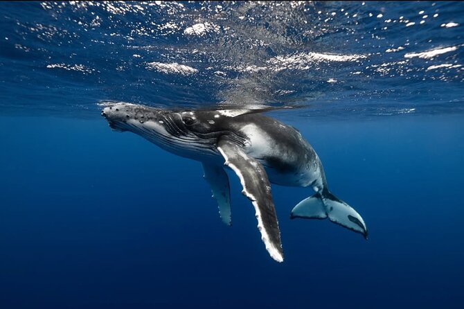 Swim in Moorea with Humpback Whales and More - Price and value: what $412.98 gets you (and why it’s not a bargain hunt)