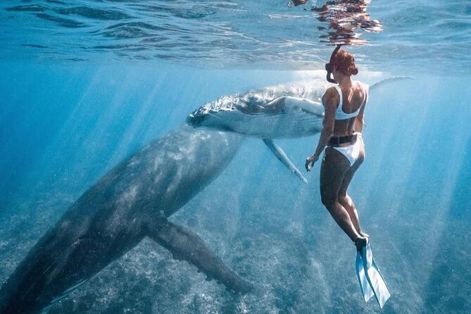 Swim in Moorea with Humpback Whales and More - Who should book this, and who might want to pass