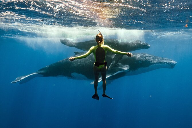 Swim with humpback whales - Key things to know before you go