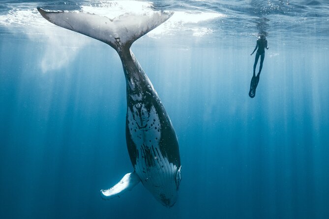 Swim with humpback whales - Moorea’s humpback season: when this is most worth it
