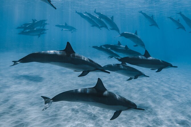 Swim with humpback whales - Included vs not included: gear and comfort checklist