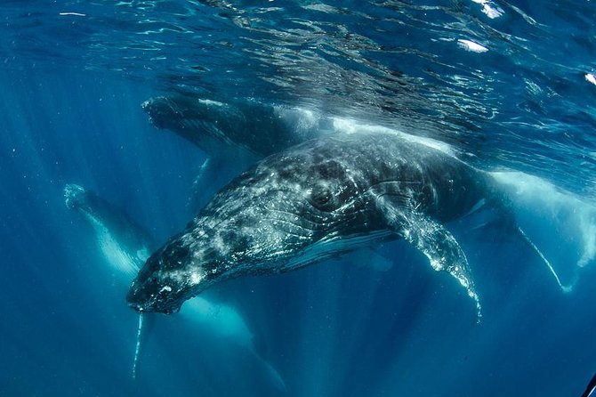 Swim with Humpback Whales - Ningaloo Reef - 3 Islands Whale Shark Dive - Key points to know before you go