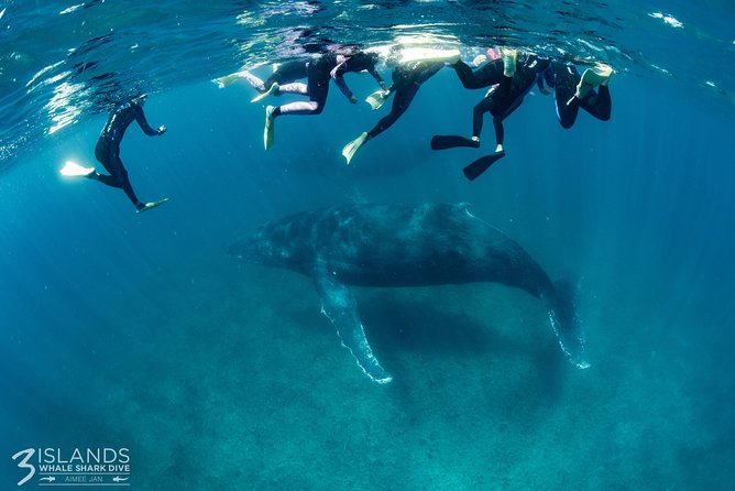 Swim with Humpback Whales - Ningaloo Reef - 3 Islands Whale Shark Dive - Ningaloo Reef snorkeling with wetsuits and crew guidance