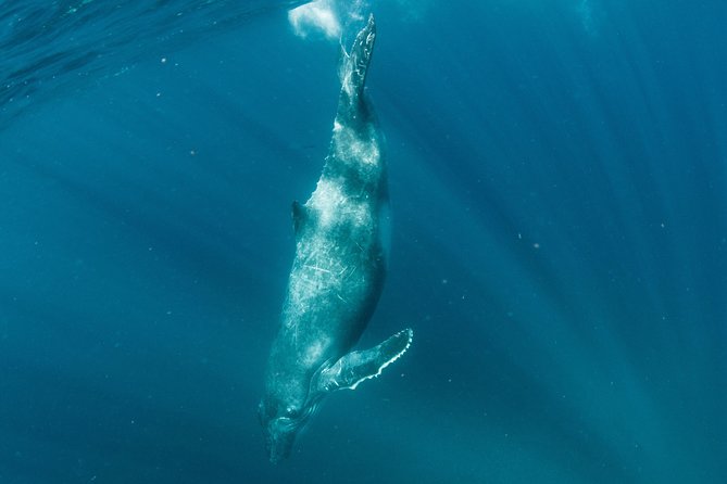 Swim with Humpback Whales - Ningaloo Reef - 3 Islands Whale Shark Dive - Getting to the water from Exmouth: timing, transport, and seasickness