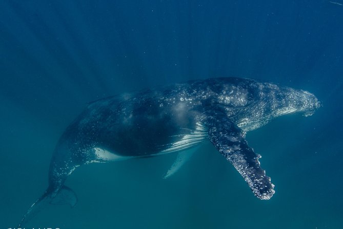 Swim with Humpback Whales - Ningaloo Reef - 3 Islands Whale Shark Dive - Safety rules for kids and who needs moderate fitness