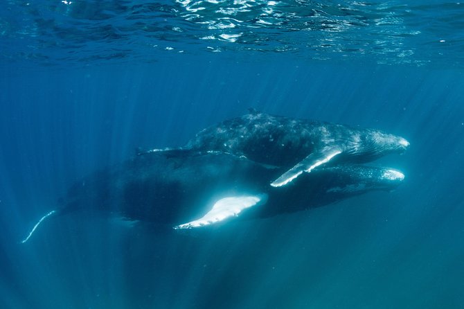 Swim with Humpback Whales - Ningaloo Reef - 3 Islands Whale Shark Dive - Price and value: why $430.35 can make sense here