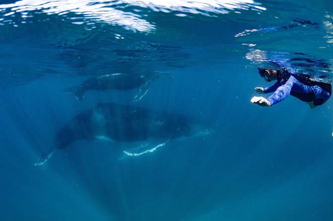 Swim with Humpback Whales - Ningaloo Reef - 3 Islands Whale Shark Dive - Booking tips for humpback season in Ningaloo