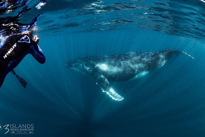 Swim with Humpback Whales - Ningaloo Reef - 3 Islands Whale Shark Dive - Meals, champagne, and professional photos that make it worth it