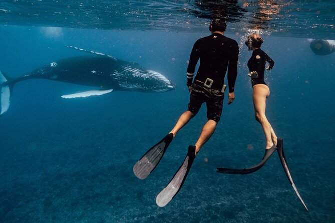 Swim with humpback whales - Pickup and the 8:30 AM start: logistics that actually matter