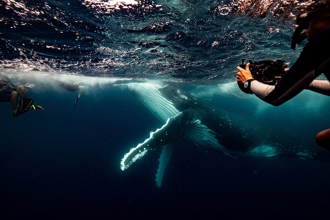 Swim with Whales Gold Coast - Key Things That Make This Whale Swim Worth Your Time