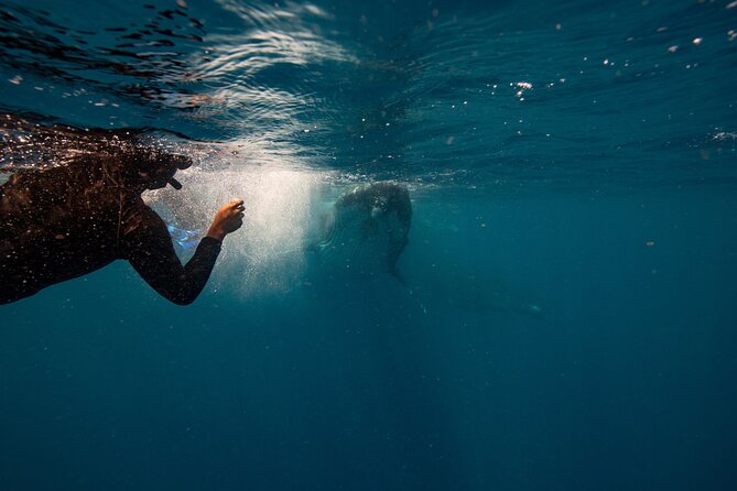 Swim with Whales Gold Coast - The Marine Naturalist Part: More Than Just a Boat Ride
