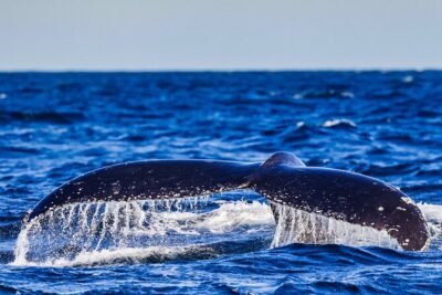 Swim with Whales Gold Coast - The Real Whale-Swimming Rule: Sightings Are Guaranteed, Swims Are Not