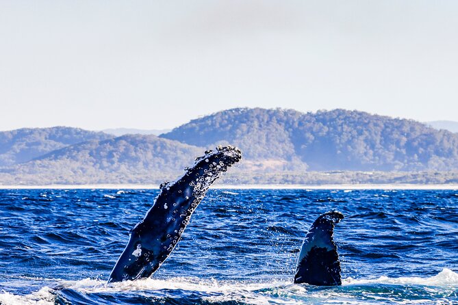 Swim with Whales Gold Coast - Price and Value: Is $286.18 Worth It for 4 Hours?
