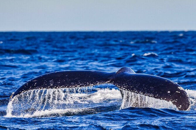 Swim with Whales Gold Coast - The Real Whale-Swimming Rule: Sightings Are Guaranteed, Swims Are Not