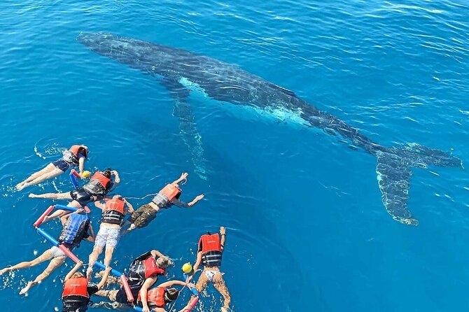 Swim with Whales in Gold Coast - Key Points Before You Go