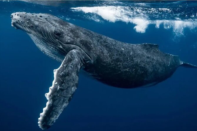 Swim with Whales in Gold Coast - Southport Morning Setup at Mug & Beans (8:30am)