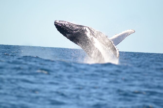 Swim with Whales in Gold Coast - Getting Into the Water: Rope Support and Provided Snorkel Gear