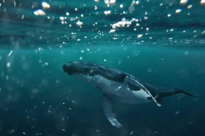 Swim with Whales in Gold Coast - Small-Boat Cruising: Watching Whales Choose the Moment