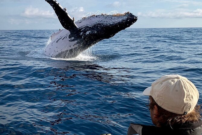 Swim with Whales in Gold Coast - Price and Value: Is $80.68 Worth It?