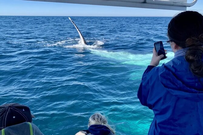 Swim with Whales in Gold Coast - Who This Whale Swim Works Best For