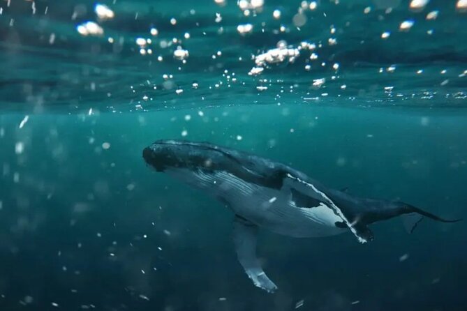 Swim with Whales in Gold Coast - Small-Boat Cruising: Watching Whales Choose the Moment
