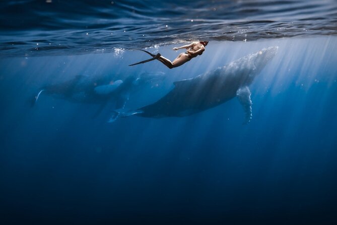 Swimming with Whales in Moorea (Half Day tour) - Key things to know before you book
