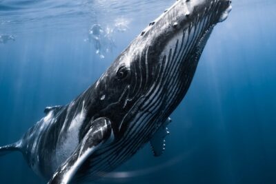Swimming with Whales in Moorea (Half Day tour) - Small-group whale limits and why that changes your whole experience