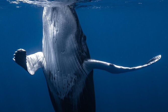 Swimming with Whales in Moorea (Half Day tour) - What the schedule feels like in real time (half-day flow)