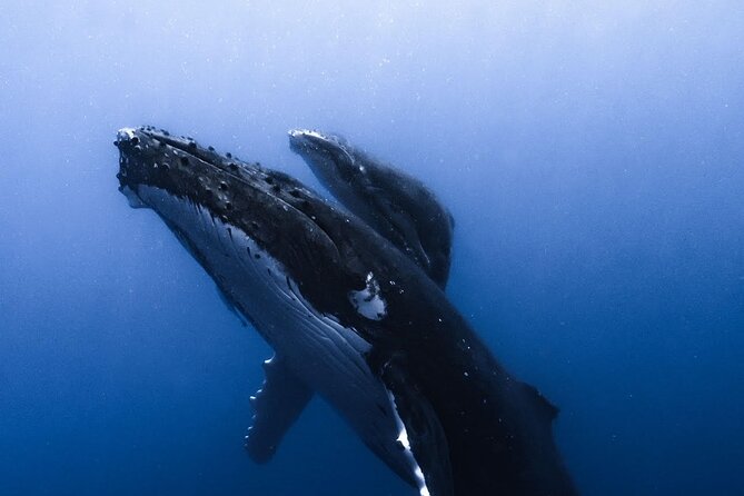Swimming with Whales in Moorea (Half Day tour) - Swimming comfort: the real requirement is open-water confidence