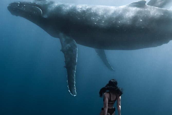 Swimming with Whales in Moorea (Half Day tour) - Snorkeling gear, flotation devices, and what you’ll rely on