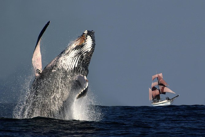 Sydney Harbour Tall Ship Whale & Sail - Whale Watching Cruise - Key things to know before you go