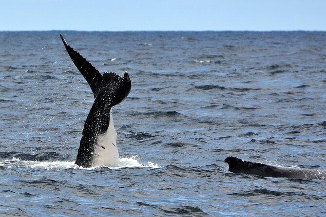 Sydney Harbour Tall Ship Whale & Sail - Whale Watching Cruise - Price and Value: Is $101.14 Worth It?