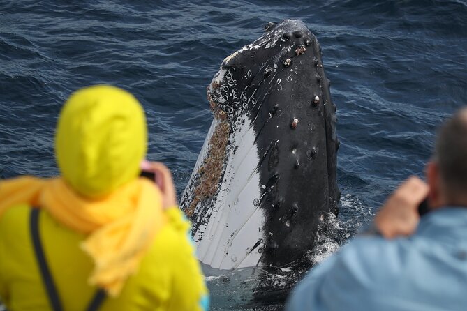 Sydney Whale Watching - 2.5hr Discovery Cruise - Weather and Scheduling: What Can Change Your Day