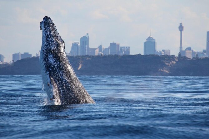 Sydney Whale Watching Adventure Cruise - Sydney Whale Watching Adventure Cruise: what you’re really signing up for