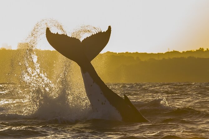 Sydney Whale Watching Adventure Cruise - The onboard experience: comfort, restroom, and buying snacks
