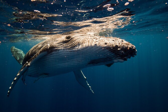 Sydney Whale Watching Adventure Cruise - Price and value: is $63.83 a fair deal?