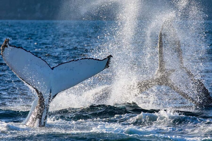 Sydney: Whale Watching Adventure Cruise - Whales Guaranteed! - Key things to know before you go
