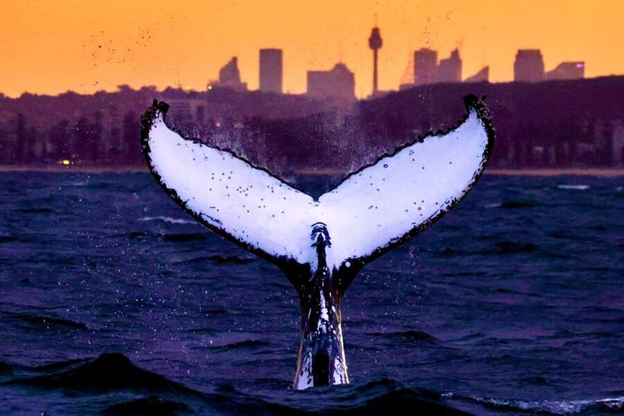 Sydney: Whale Watching Adventure Cruise - Whales Guaranteed! - Circular Quay to open ocean: the flow of the trip
