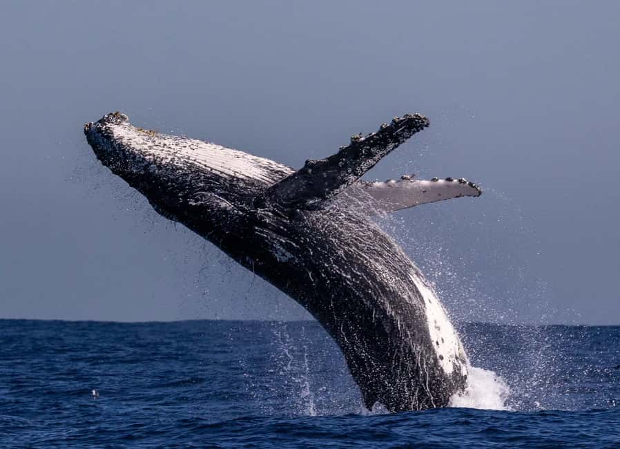 Sydney: Whale Watching Adventure Cruise - Whales Guaranteed! - Harbour icons first, then Sydney Heads out to the whales