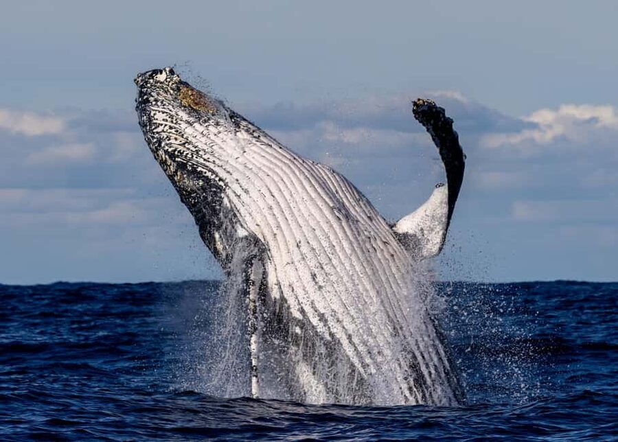 Sydney: Whale Watching Adventure Cruise - Whales Guaranteed! - Humpback whale sightings and the whale guarantee