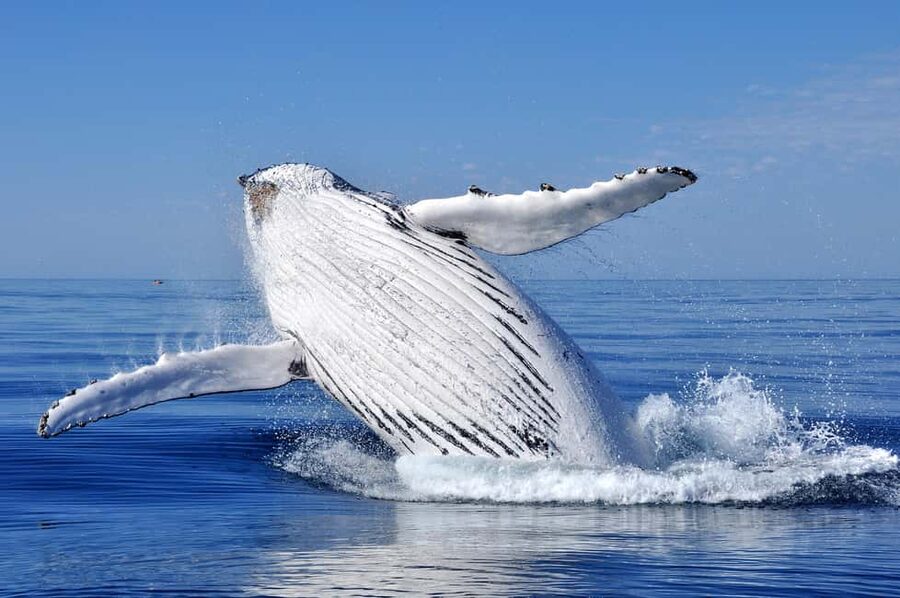 Sydney: Whale Watching Adventure Cruise - Whales Guaranteed! - Photographs at sea: why this matters for your memories