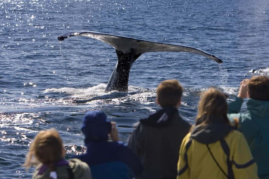 Sydney: Whale Watching Adventure Cruise - Whales Guaranteed! - Price and value: is $43 a smart deal?