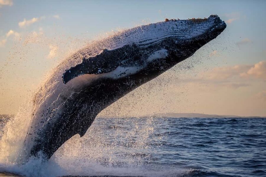 Sydney: Whale Watching Adventure Cruise - Whales Guaranteed! - Sunset cruise timing: making the most of the light