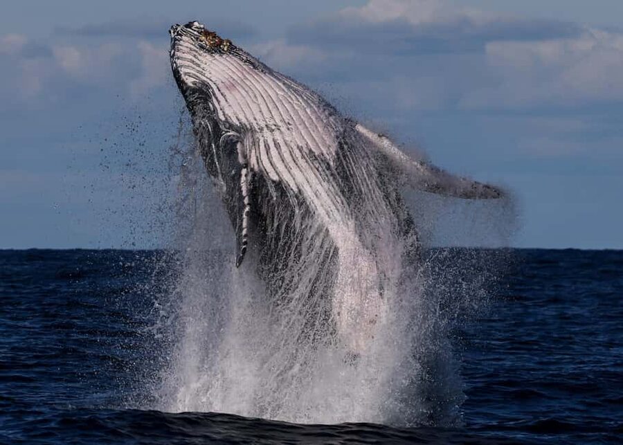 Sydney: Whale Watching Adventure Cruise - Whales Guaranteed! - Getting on board at the Eastern Pontoon (Barefoot Blue)