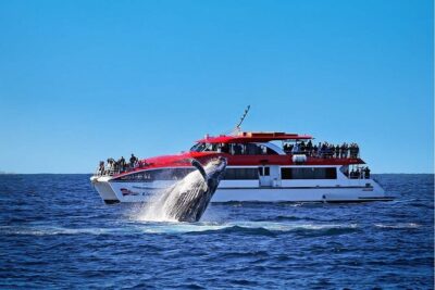 Sydney Whale Watching Cruise from Circular Quay - What You’re Really Watching For: Humpbacks, Southern Right, Orca, and Minke