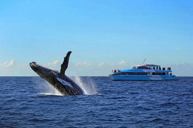 Sydney Whale Watching Cruise from Circular Quay - Live Commentary: How Guides Turn Sightings Into Understanding